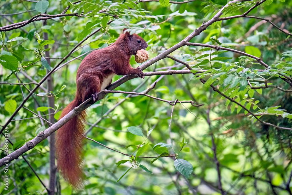 Eurasisches Eichhörnchen ( Sciurus vulgaris ). Eurasisches Eichhörnchen ( Sciurus vulgaris ).