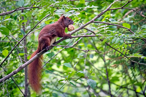 Eurasisches Eichhörnchen ( Sciurus vulgaris ).