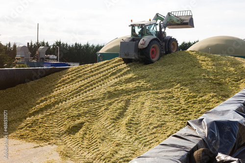 Harvesting of silage, chopped corn for cattle at a big farm photo