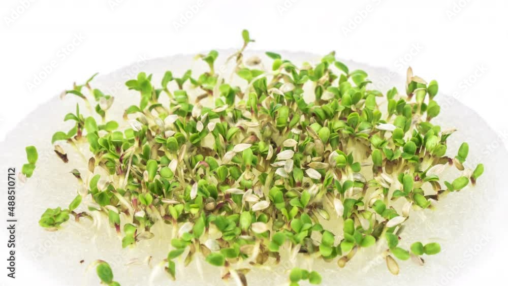 Growing micro green plants in timelapse. Sprouts germination newborn plant without using soil . Hydroponics at home. Home gardening. Eco farm. Vitamins - all year round Growing micro green plants in timelapse. Sprouts germination newborn plant without using soil . Hydroponics at home. Home gardening. Eco farm. Vitamins - all year round