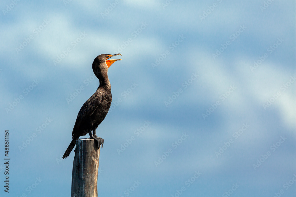 Cormorants. Filmed on the Yucatan Peninsula Cormorants. Filmed on the Yucatan Peninsula