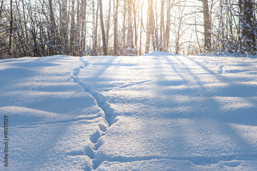 Wallpaper Mural Morning in the winter forest. Traces of animals on loose snow. Sunlight through the trees. Torontodigital.ca