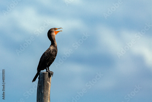 Cormorants. Filmed on the Yucatan Peninsula