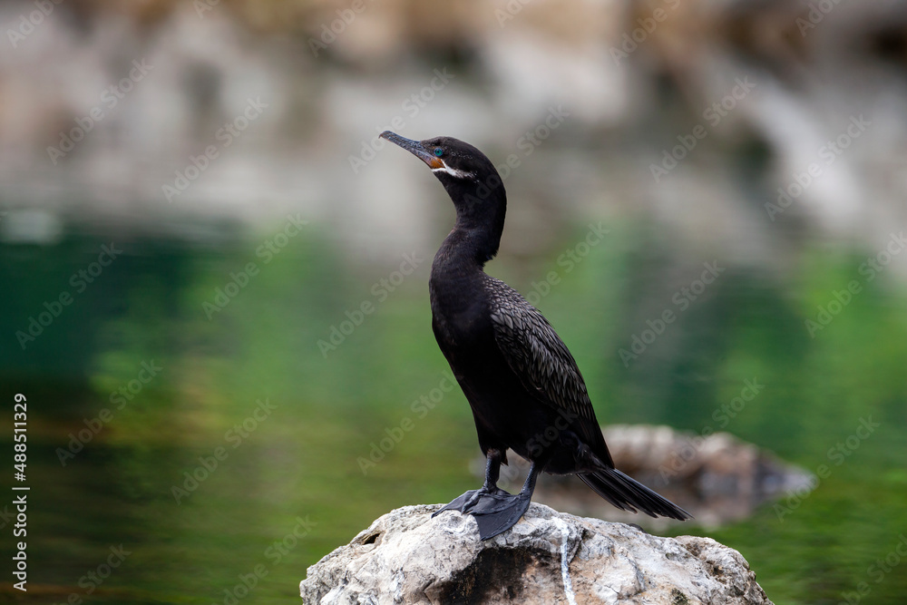 Fototapeta premium Cormorants. Filmed on the Yucatan Peninsula
