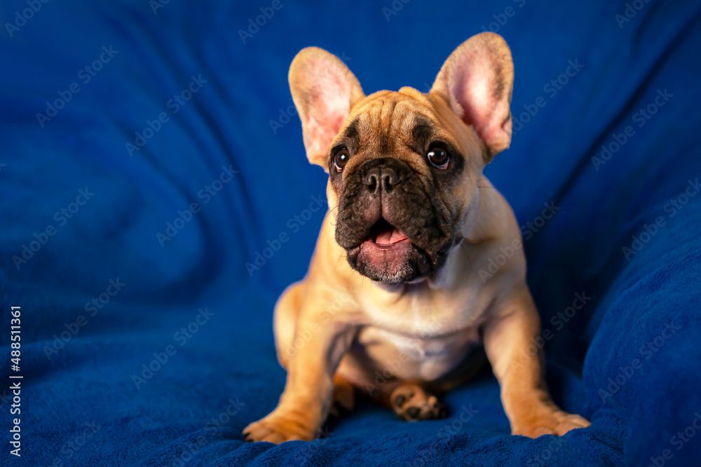 Portrait of a funny French bulldog puppy.
