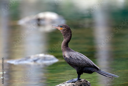 Cormorants. Filmed on the Yucatan Peninsula