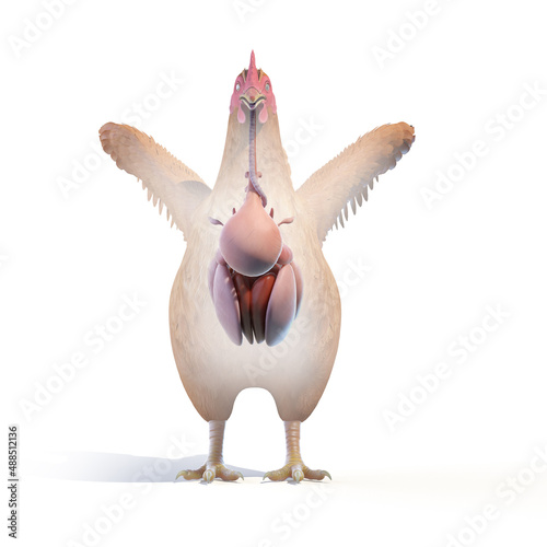 3d rendered illustration of a chickens anatomy - the organs