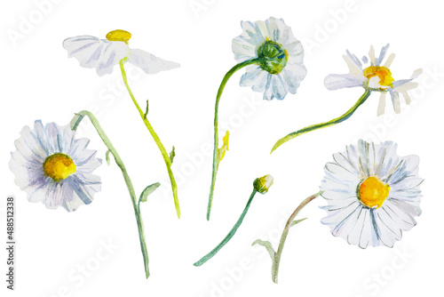 Daisies watercolor isolated. White fragile wildflowers  hand-painted with a brush and paints. Author s art postcard  cut-out elements for design. delicate wildflowers in watercolor. Summer concept