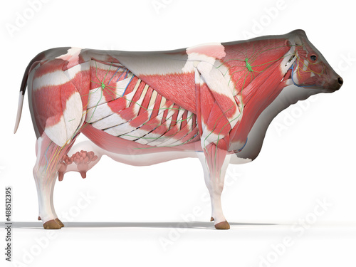 3d rendered illustration of a cows anatomy - the muscle system