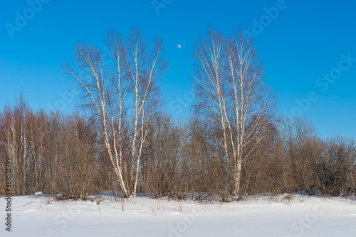 Two birches in the foreground. Winter landscape