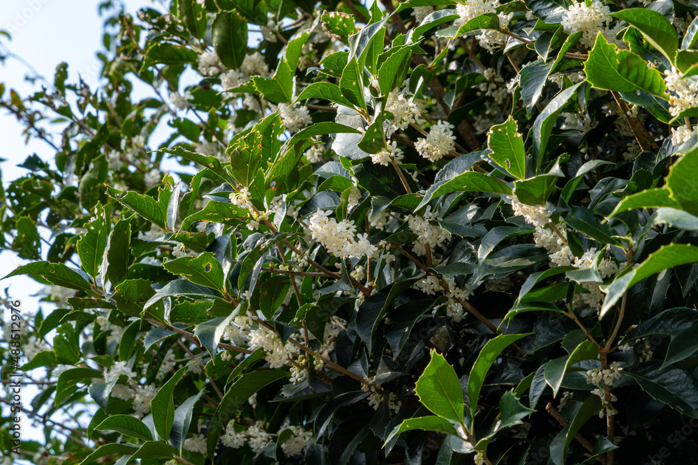 Flowers of holly olive - Osmanthus heterophyllus - are in bloom in Fukuoka city, JAPAN.
