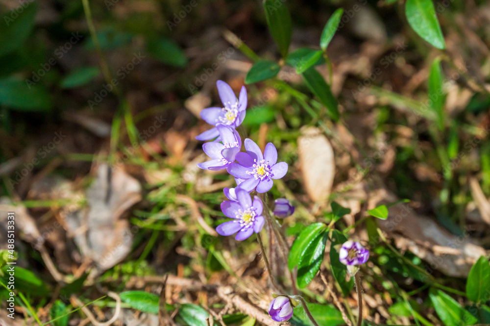 Violette Blume Violette Blume