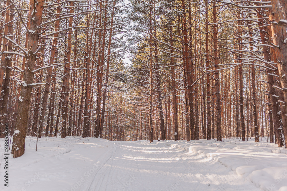 Fototapeta premium A walk through the winter forest. Snow trees and a cross-country ski trail. Beautiful and unusual roads and forest trails. Beautiful winter landscape. The trees stand in a row