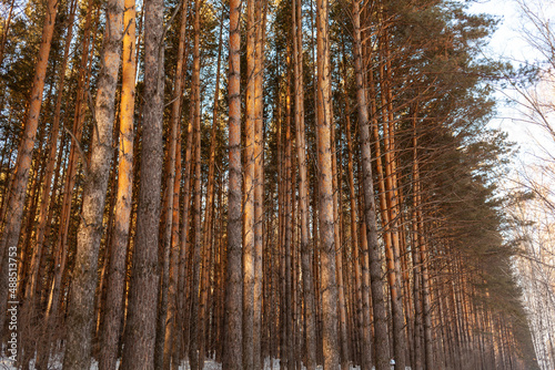 A walk through the winter forest. Snow trees and a cross-country ski trail. Beautiful and unusual roads and forest trails. Beautiful winter landscape. The trees stand in a row