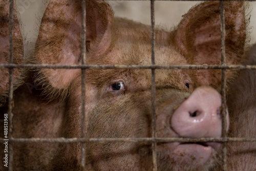 A sad look of a pig behind bars in a barn. Eye detail. The topic of animal cruelty.