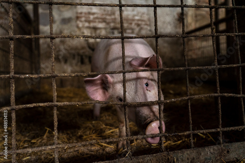A small piglet behind a net inside a barn. On the farm.
