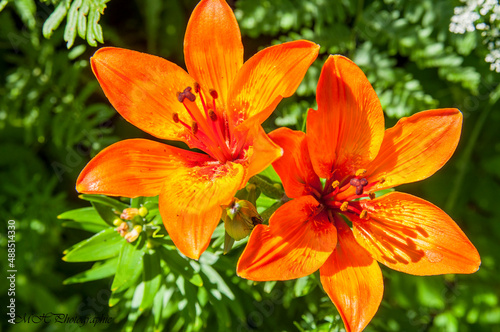 Orange Blume © Marcel