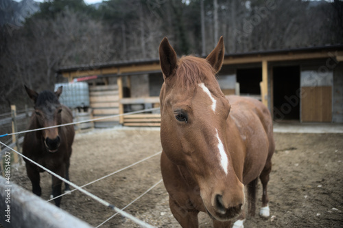 two horses in a stable