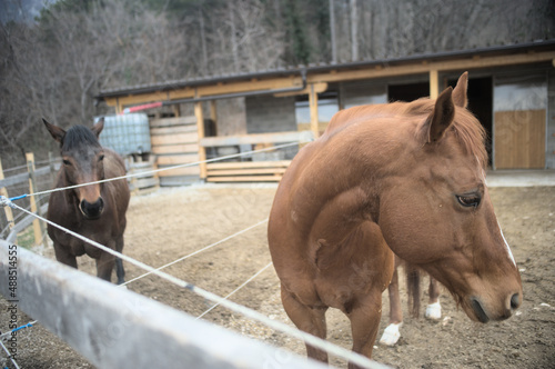 two horses in a stable