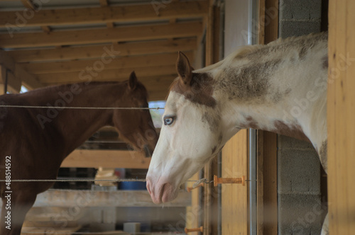 horse in stable