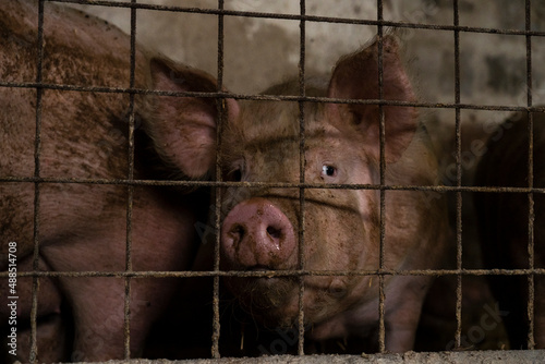 Fototapeta Naklejka Na Ścianę i Meble -  A sad look of a pig behind bars in a barn. Eye detail. The topic of animal cruelty.