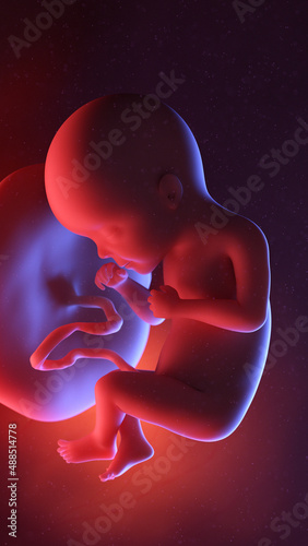 3d rendered illustration of a human fetus - week 27