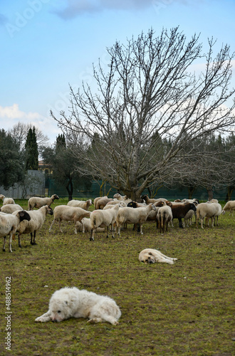 A flock of sheep grazing on a farm in southern Italy.