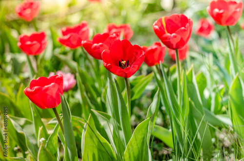 Abundance of red tulips in the meadow.