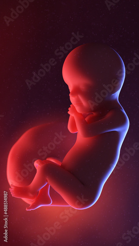 3d rendered illustration of a human fetus  - week 30 photo