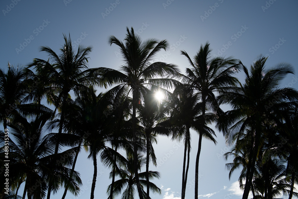 Palms landscape with sunny tropic paradise. Coco palms on blue sky. Exotic summer nature background, natural landscape.