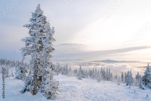 Snow covered pine trees and landscape at Sheregesh, Russia