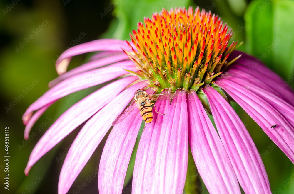 Striped fly sits on an echinacea flower. Striped fly sits on an echinacea flower.
