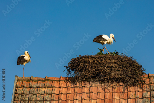 Two storks nesting on tiled roof photo