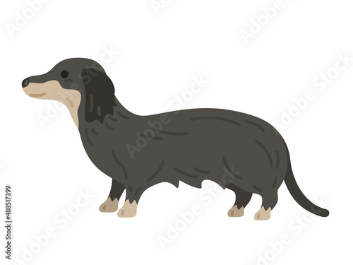 横から見た、ダックスフンドのイラスト