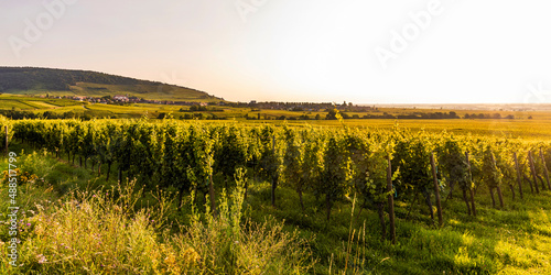 France, Alsace, Saint-Hippolyte, Green vineyard at summer dusk photo