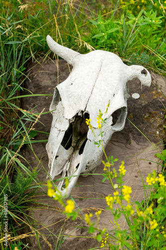 A cow's skull lying on a stone in the midst of a blooming steppe.
