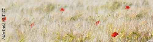  beautiful red poppy blooming in a cereal field