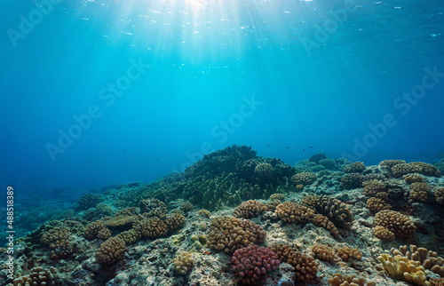 Fototapeta Naklejka Na Ścianę i Meble -  Coral reef ocean floor and natural sunlight underwater seascape, Pacific ocean, French Polynesia
