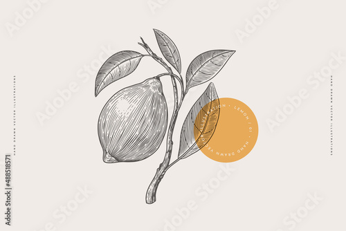 Hand-drawn lemon. Fruit on a branch with leaves in engraving style. The concept of organic food. Design elements for markets, shops, cafes, restaurants, and packaging. Vector botanical illustrations.