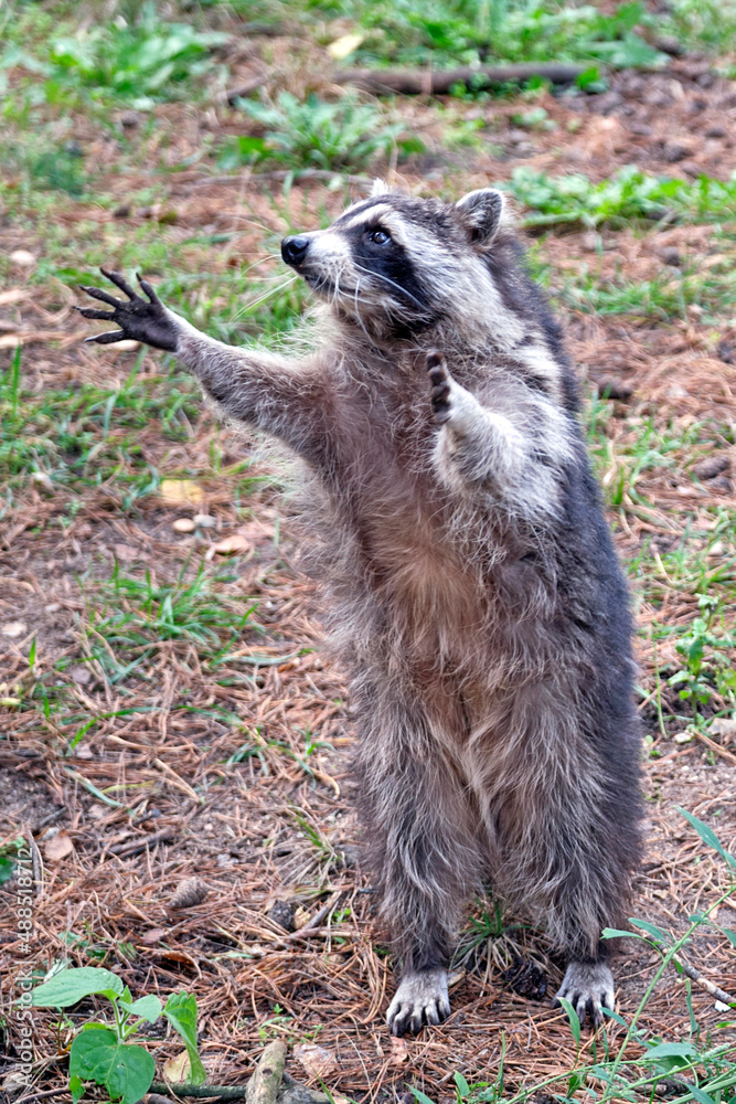Obraz premium Nordamerikanischer Waschbär ( Procyon lotor ).