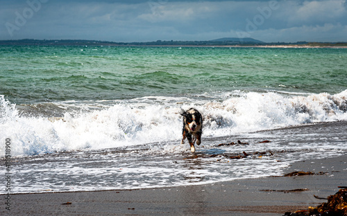 An active happy dog running away from sea waves at full speed is having fun. Pet Bernese Mountain Dog or puppy playing with a strong ocean weave. Freedom and happiness concept. Joy of a free animal