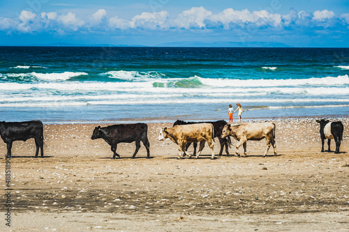 Herd of calm cows roaming undisturbed on a breach by the sea convey animal freedom concept. Group of cows walk relaxed and tranquil on Whitepark Bay Beach by the ocean. Bushmills, Northern Ireland, UK photo