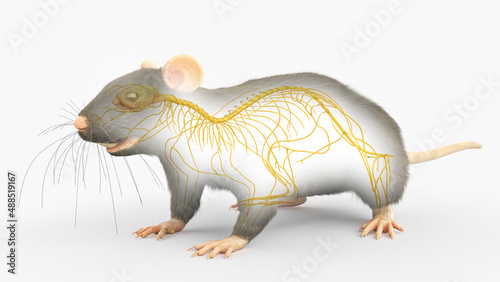 3d rendered illustration of a rats anatomy - the nervous system