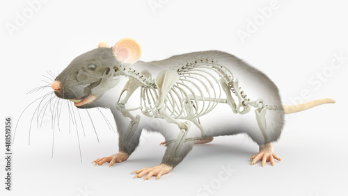 3d rendered illustration of a rats anatomy - the skeleton