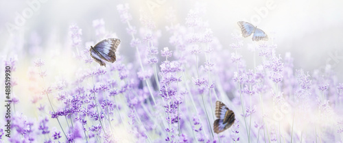 Photography Wide field of lavender and butterfly in summer morning, panoramic view background