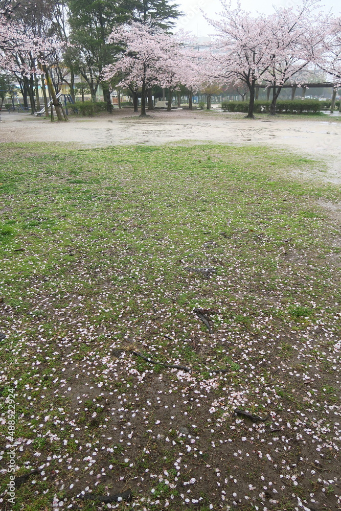 雨の日の桜の花びら散った公園風景 雨の日の桜の花びら散った公園風景