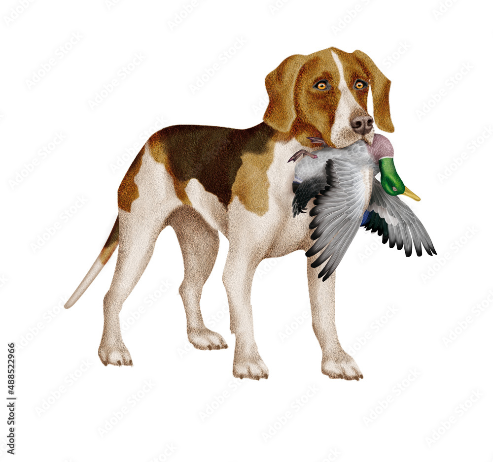 chien, beagle animal de compagnie, braque de weimar, gibier, colvert , mal, femelle, à poil,court, animal, brun, chiot, canidé, isolé, braque, joli, noir et blanc, portrait, mammifère, chien de rapp chien, beagle animal de compagnie, braque de weimar, gibier, colvert , mal, femelle, à poil,court, animal, brun, chiot, canidé, isolé, braque, joli, noir et blanc, portrait, mammifère, chien de rapp