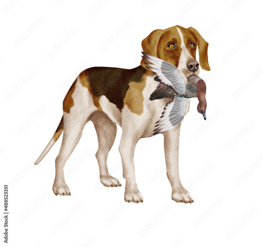 chien, beagle  animal de compagnie, braque de weimar, gibier, milouin , mal, femelle, à poil court, animal, brun, chiot, canidé, isolé, braque, joli, noir et blanc, portrait, mammifère, chien de rappo