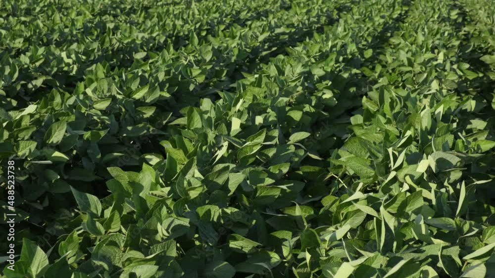 Agriculture, green cultivated soybean plants in field, low angle, late spring or early summer Agriculture, green cultivated soybean plants in field, low angle, late spring or early summer
