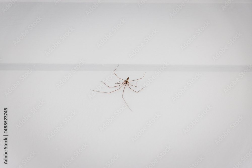 daddy long-legs spider on white wall inside a home in Australia - obrazy, fototapety, plakaty 